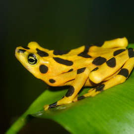 The Sixth Extinction: An Unnatural History